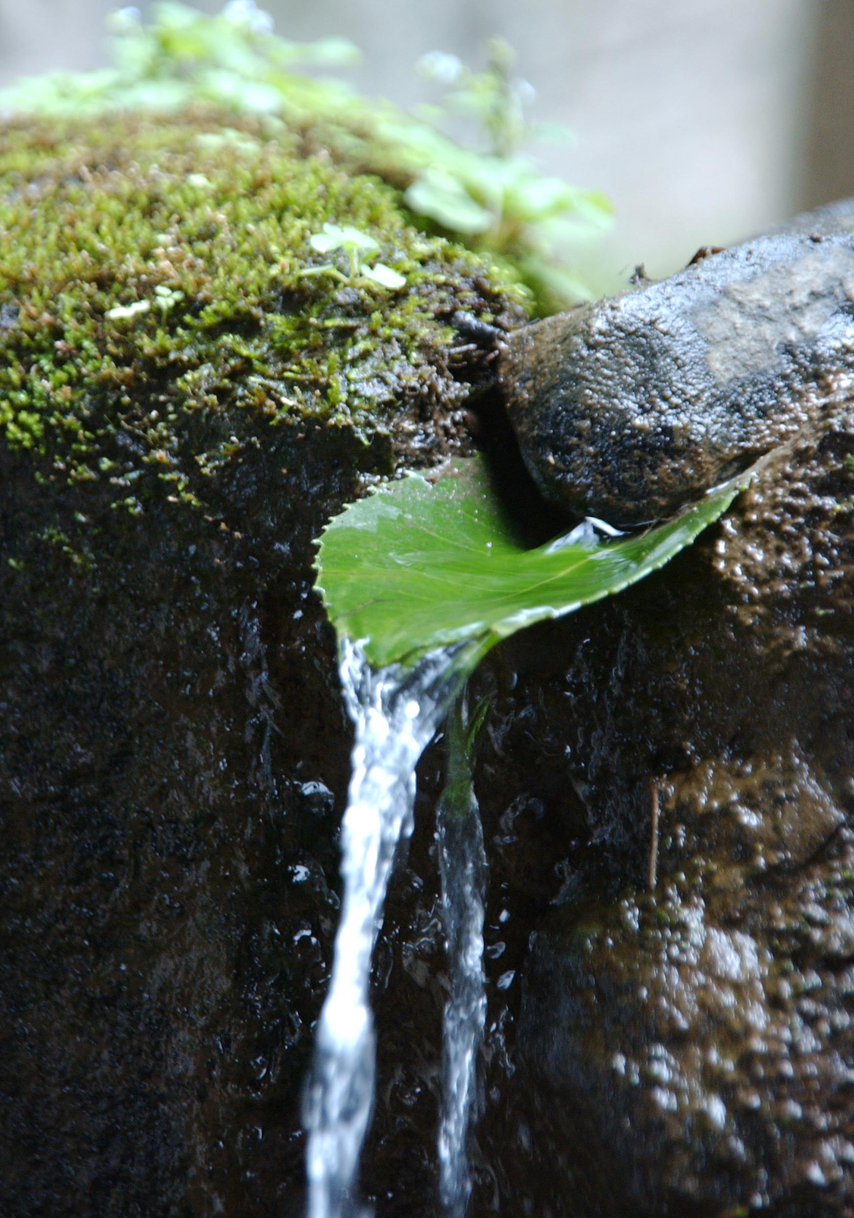 Fotoausstellung für Spendenaktion "Perspektive fürs Leben" - "Ästhetik naturell"