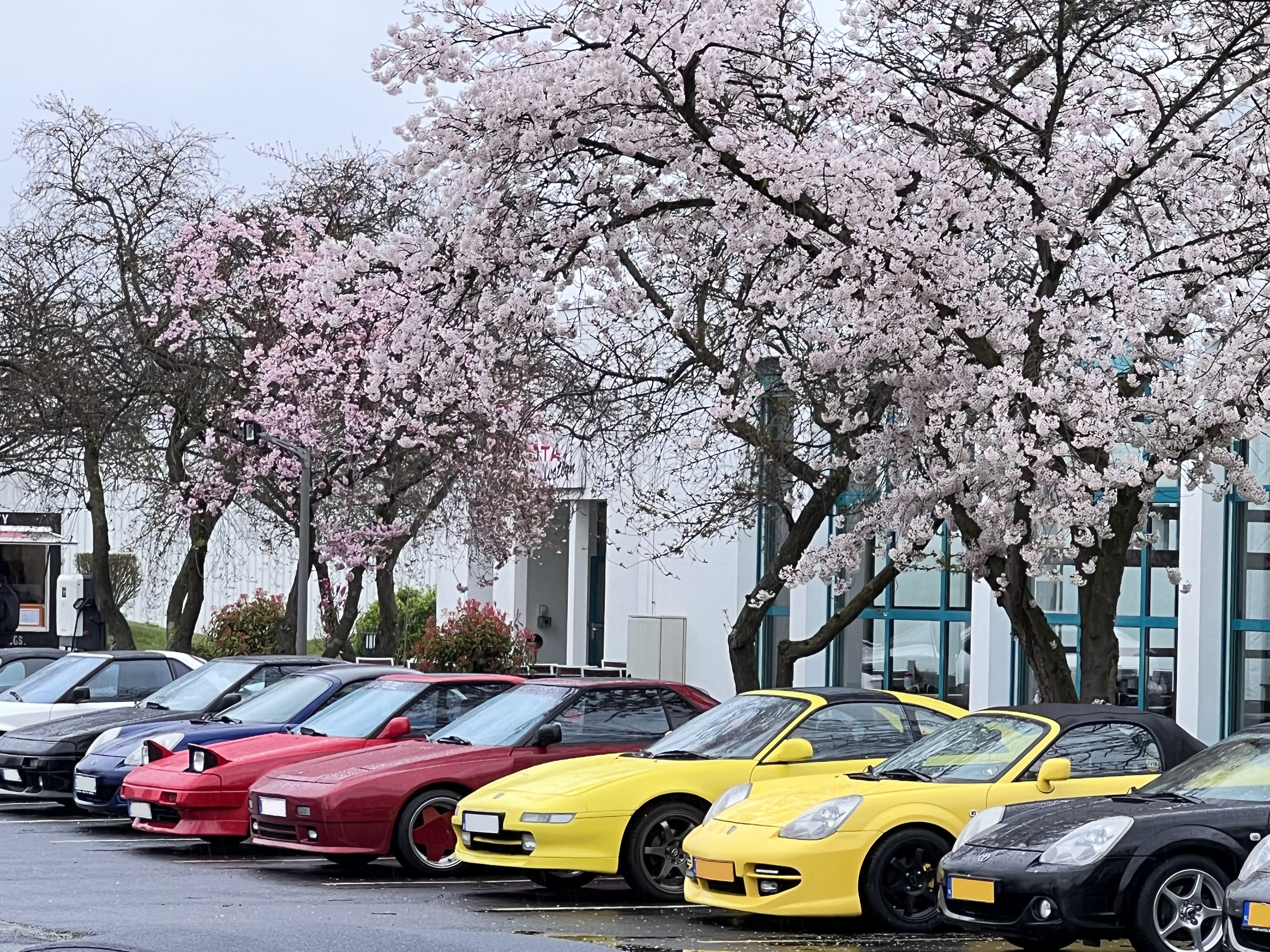 Toyota Collection Opening April Toyota MR2 beim Kirschbluetenfest<br>Quelle autodrom